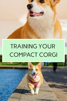 a corgi dog with the caption training your compact corgi