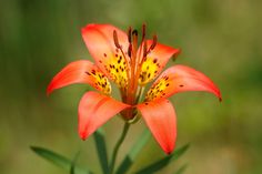 an orange flower with yellow stamens in the middle