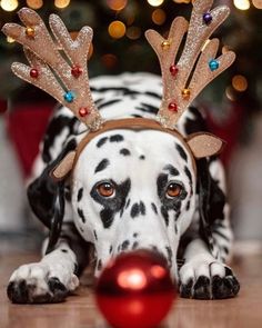 a dalmatian dog with reindeer antlers on its head laying next to a red ball