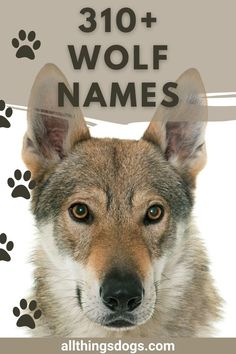 a dog with the words wolf names in front of it