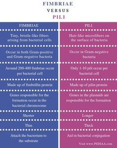 the differences between fimbriae versus pil and fimr - like fibers