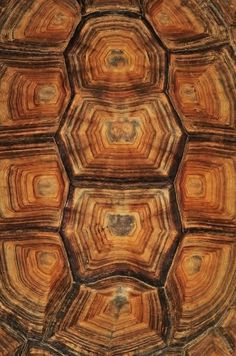 an image of a tortoise shell that looks like it is looking down