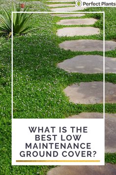 What is the best low maintenance ground cover| Perfect Plants Ground Cover For A Hillside, Zone 9 Ground Cover Drought Tolerant, Green Ground Cover Plants, Ground Cover Around Pool, Stepping Stones With Ground Cover, Jasmine Ground Cover Ideas, Easy Ground Cover Ideas