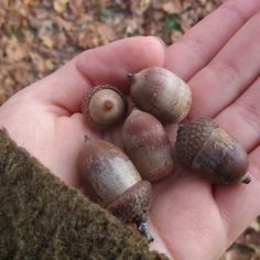 a hand holding some small brown and white acorns in it's palm