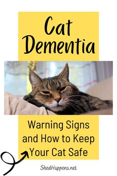 Are you familiar with the warning signs of cat dementia in your senior cat? One of the most common challenges faced by ageing cats is Feline Cognitive Dysfunction, otherwise known as cat senility or cat dementia. In this article, I share a list of important senior cat care tips including how to recognize the early signs of dementia in cats. Set up your home for your older cat, and give him/her the beautiful life they deserve! Elderly Cat Care, Senior Cat Care Tips, Cat Age Chart, Cognitive Dysfunction, Senior Cats, Senior Cat Care, Cat Spirit