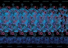 the structure of an animal cell is shown in blue and red colors, as well as several