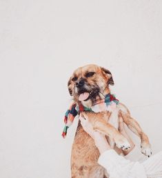 a person holding a dog in their arms with a scarf around it's neck