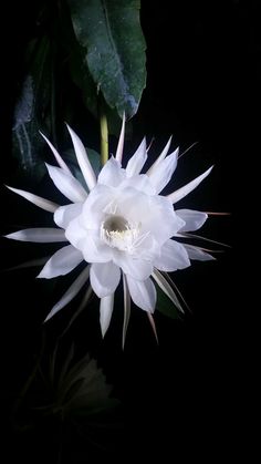 a white flower with the words, this is my dad's night blooming cereus plant it has been in our house for a decade and hard