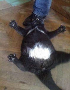 a black and white cat laying on the floor next to someone's feet with their legs stretched out