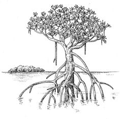 a drawing of a tree with its roots in the water and some plants growing out of it