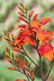 an orange flower with green stems in the background