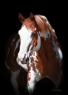 a brown and white horse standing in the dark