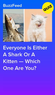 a cat and a shark with the caption everyone is either a shark or a kitten which one are you?