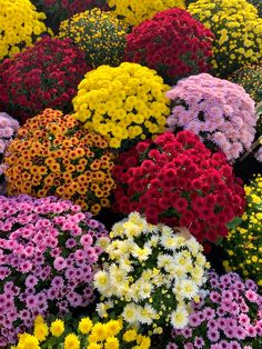 many different colored flowers are arranged together in the same pattern and color as they appear to be blooming