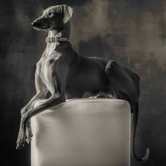 a black and white photo of a dog sitting on top of a chair