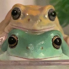 a close up of a frog with big eyes