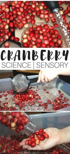 cranberry science experiment for kids to learn how to make cranberries from scratch