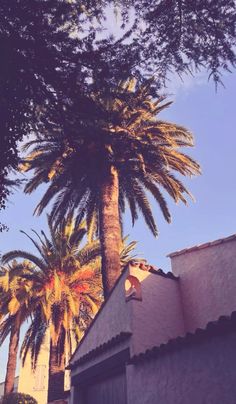 a tall palm tree sitting next to a building