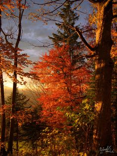 the sun shines through the trees and leaves on the ground in this autumn scene