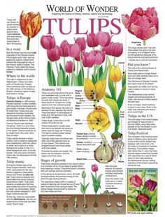 the world of wonder tulips is featured in an article on how to grow them