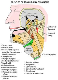 a diagram of the muscles and their functions in the neck, head, and throat