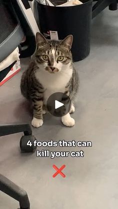 a cat sitting on the floor next to a computer chair with four foods that can kill your cat