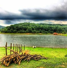 there is a large pile of logs on the grass by the water and some trees