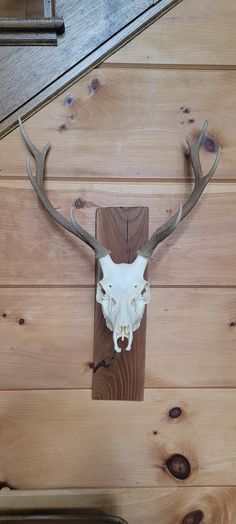 a deer skull mounted on the side of a wooden wall