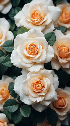 white and yellow roses with water droplets on them