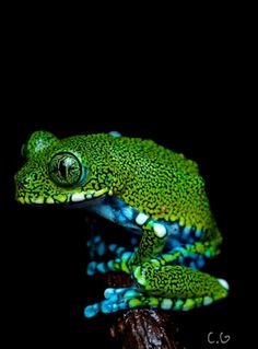 a green and blue frog sitting on top of a tree branch with its eyes open