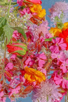 colorful flowers are floating in the water on a blue sky background with white and red florets