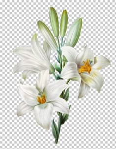 three white lilies with green leaves on the stems and one flower in the middle