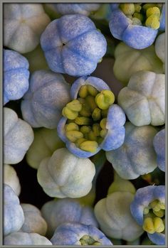 blue and white flowers with green leaves in the middle