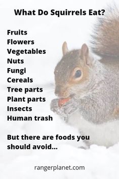 a squirrel eating food with the caption what do squirrels eat? fruits vegetables nuts cereals plant parts insect parts human trash but there are foods you should avoid