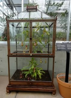 a plant in a glass case next to a potted plant