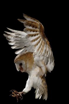 an owl is flying in the air with its wings spread