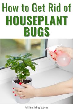 Photo of a plant on a window sill with lady's hands holding a pink spray bottle. Text overlay: How to Get Rid of Houseplant Bugs Bug Spray For Plants, Diy Bug Spray, Indoor Plants Styling, Plant Insects, Plant Pests, Plant Parent