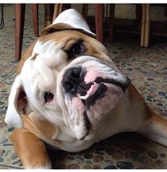 an english bulldog laying on the floor with its tongue out