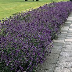 purple flowers are growing along the side of a sidewalk in front of a grassy field