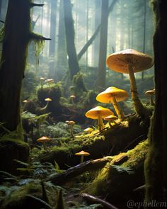 a group of mushrooms in the middle of a forest