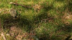 a small bird sitting on top of a lush green grass covered forest floor next to a tree