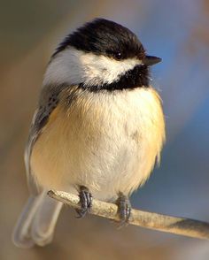 a black and white bird sitting on a branch with blurry trees in the background