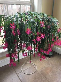 pink flowers are growing on the side of a window sill in front of a potted plant