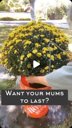 a person is watering flowers in a bucket with the words want your mums to last?