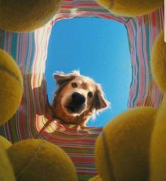 a dog is peeking out from inside a stuffed animal tunnel with his head sticking out