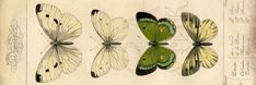 four green and white butterflies sitting next to each other on top of a piece of paper