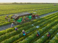 people are walking in the middle of a large field with green plants and a tractor