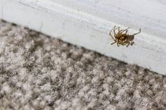 a spider crawling on the side of a white door frame in a carpeted room