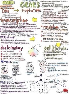 a poster with words and pictures on it that say gene's repitalation