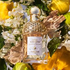 Desert Flowers, Signature Fragrance, Artist Management, Fragrance Collection, Calabria, Lalique, Fragrances Perfume